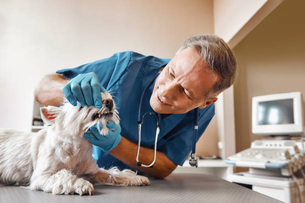 Best Emergency Dental Extractions in West Leechburg, PA